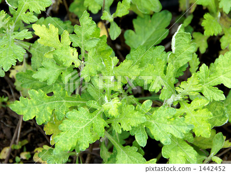 Foo吧 Foo吧 1442452