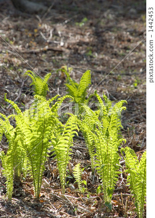 Young leaves of fern 1442453
