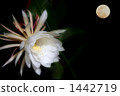 曇花 1442719