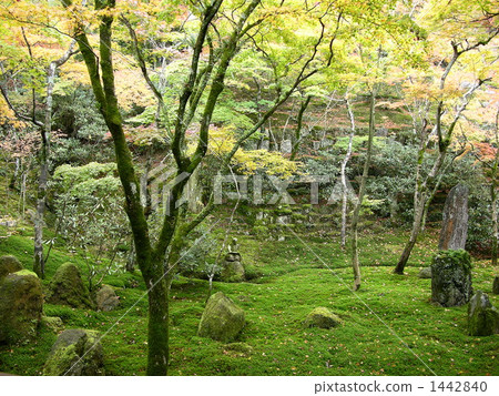 格羅夫的樹木 森林 樹林 1442840