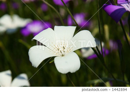 Mugi senne花園 Mugi senne花園 1442894