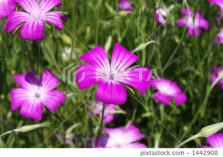 Mugi senne花園 Mugi senne花園 1442908