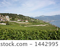 vineyard, switzerland, europe 1442995