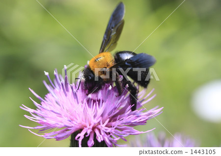 japanese carpenter bee, bee, thistle 1443105