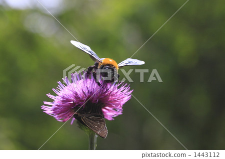 bee, skipper butterfly, japanese carpenter bee 1443112