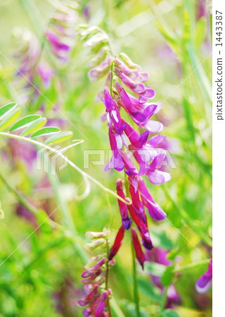 vicia cracca, tufted vetch, undergrowth 1443387