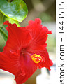 紅芙蓉起來 1443515