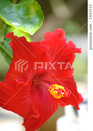 Red hibiscus up Red hibiscus up 1443515