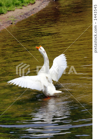 Goose head 1443545
