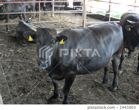 日本牛肉 1443803