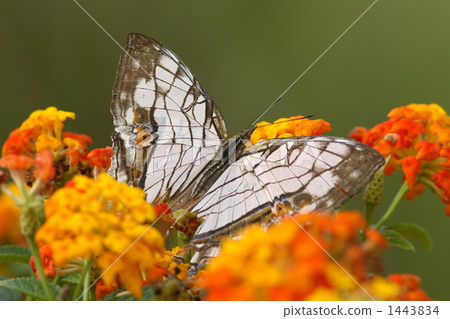 A butterfly 1443834