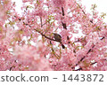Kawazu cherry tree and mezzo 1443872