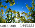 Rape blossoms 1443888