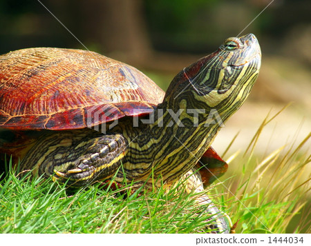 烘乾了日本烏龜殼 烘乾了日本烏龜殼 1444034