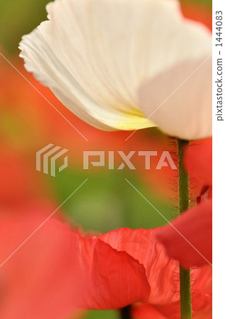 Poppy 1444083