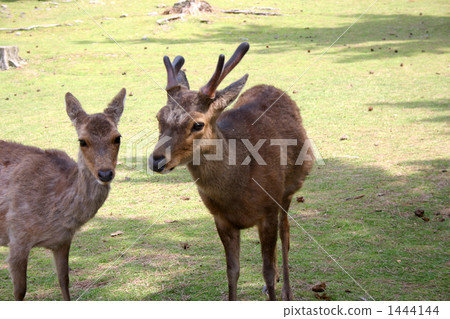 一隻鹿 1444144