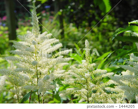 06 Astilbe·Yukinoshitake 04 06 Astilbe·Yukinoshitake 04 1444205