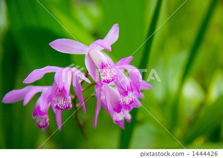 Purple 1444426