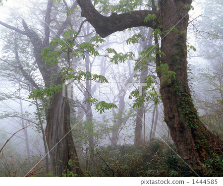 Early spring forest Early spring forest 1444585
