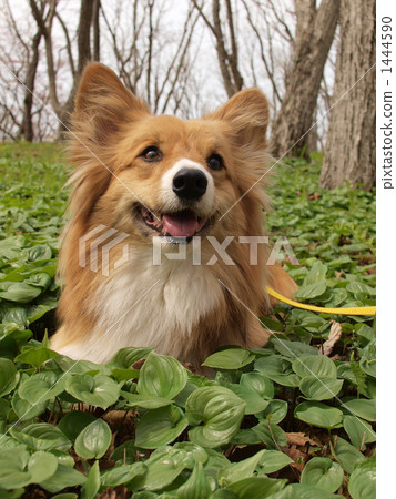 maianthemum dilatatum, corgi, thicket 1444590