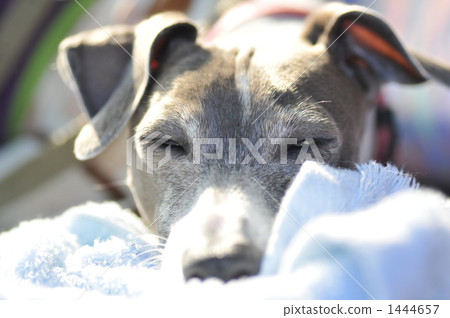 land mammals, dog, dogs 1444657