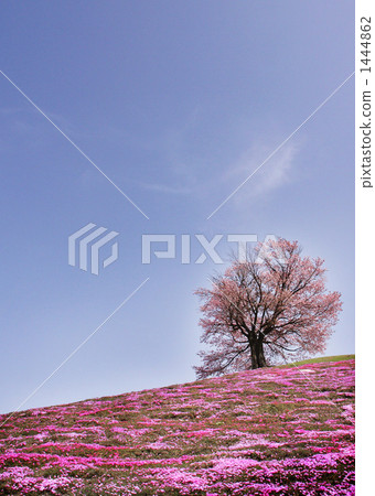 芝櫻 櫻花 櫻 1444862