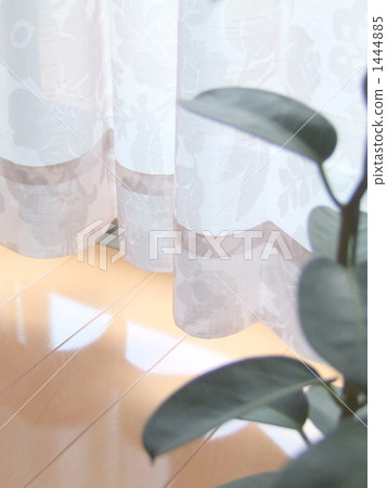 curtain, by the window, madagascar jasmine 1444885