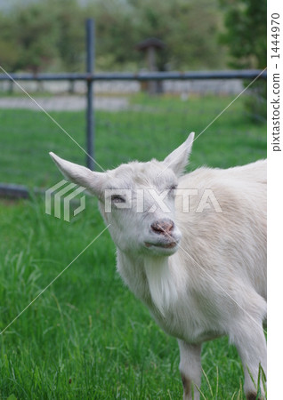Goat Goat 1444970