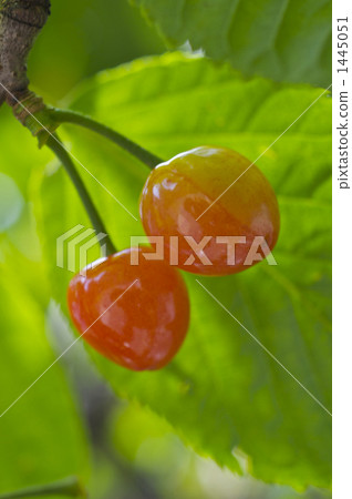 Cherries 1445051