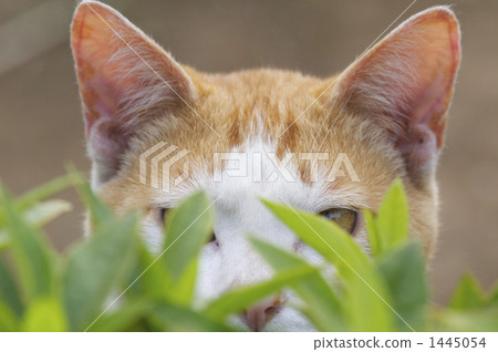 Cat's forehead 1445054