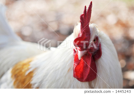 Chicken face up 1445243