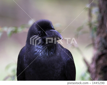 Crow  1445290