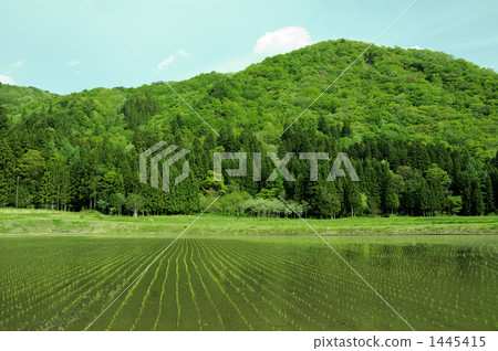 Paddy field and fresh green Paddy field and fresh green 1445415