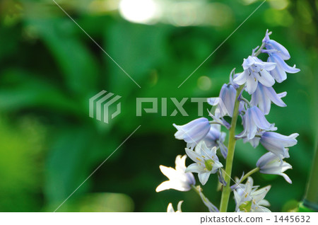 席勒坎帕尼奧拉 1445632