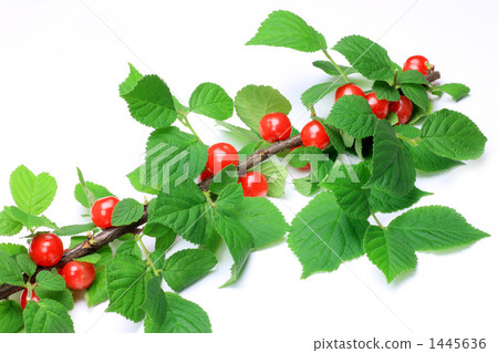 downy cherry, fruit, fruits 1445636