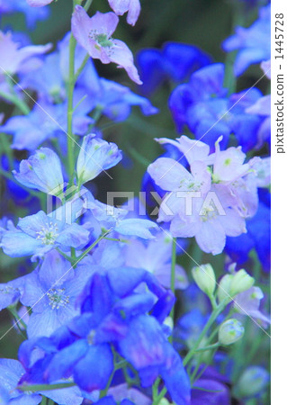 藍色飛燕草 藍色飛燕草 1445728