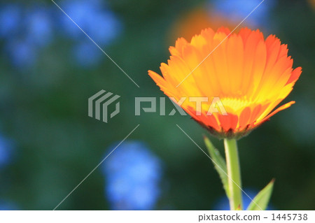 橙色的非洲菊 橙色的非洲菊 1445738