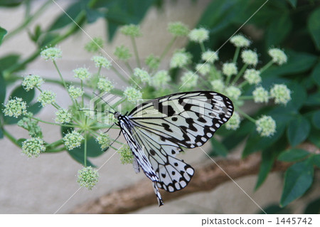 Ishigaki-jima的Swallowtail蝴蝶 1445742