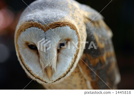 倉owl 1445818