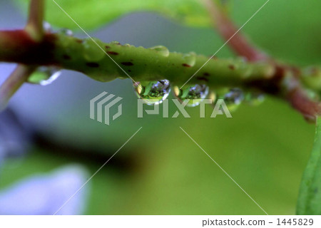Drop  1445829