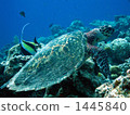 Taiwan and Tsunodashi met at the bottom of the blue sea 1445840