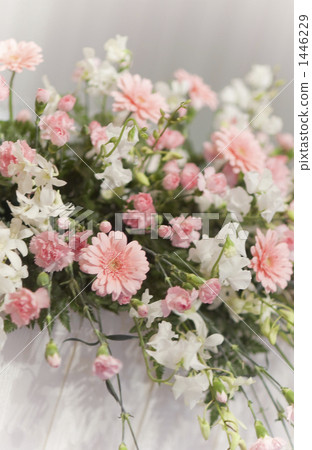 康乃馨 粉紅色 粉色 1446229