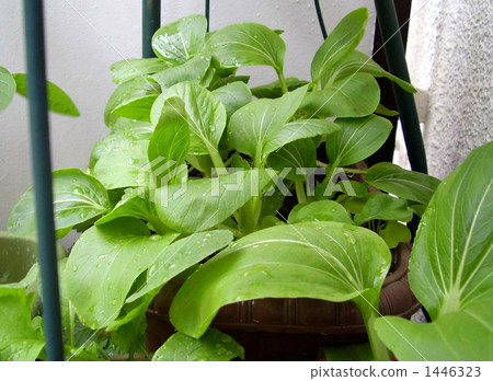 baby bok choy, kitchen garden, green vegetables 1446323