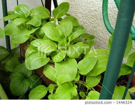 homegrown, green vegetables, baby bok choy 1446324
