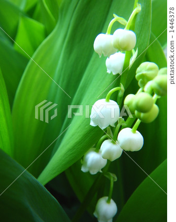 lily of the valley, lily-of-the-valley, floret 1446378