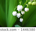 lily of the valley, lily-of-the-valley, floret 1446380