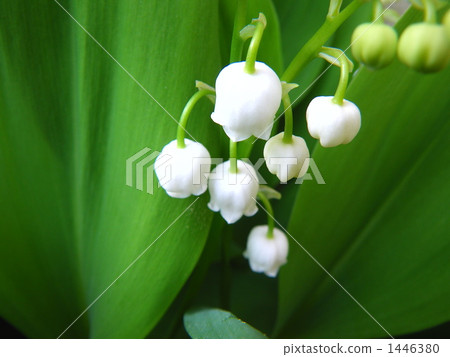 鈴蘭 小花 植物 1446380