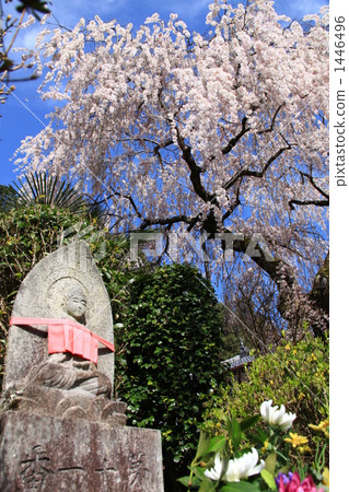 Oonoji Koito樹籬櫻花樹 1446496
