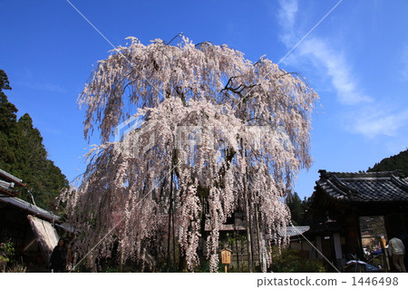 Oonoji Koito樹籬櫻花樹 1446498