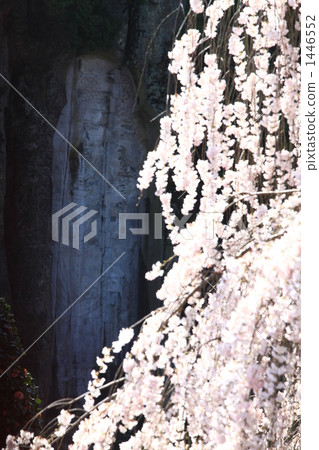 Oonoji Koito母雞和櫻花佛 1446552